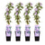 4x Clematis – Clematis 'Justa' – ↕ 65 cm – Ø 15 cm