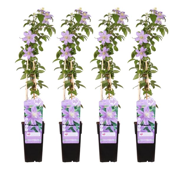 4x Clematis – Clematis 'Justa' – ↕ 65 cm – Ø 15 cm