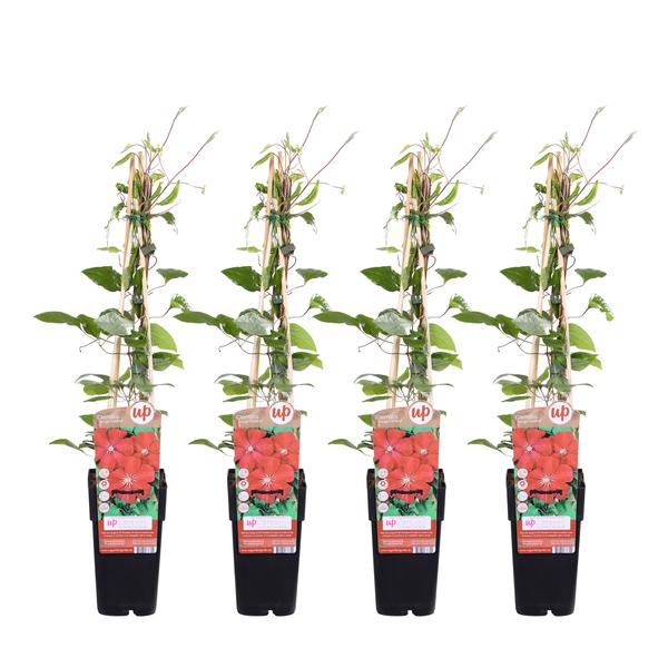 4x Clematis Rouge Cardinal – ↕ 65 cm – Ø 15 cm