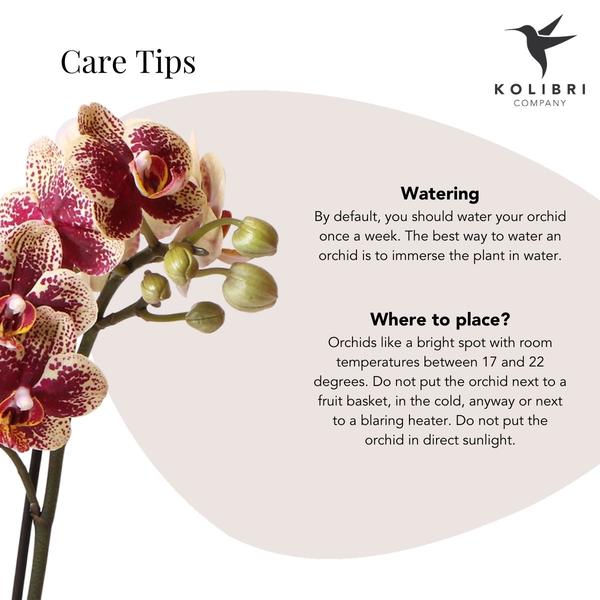 Nachtfalterorchidee - gelb rote Phalaenopsis Orchidee - ↕ 40 cm - Ø 9 cm | Elite Kupfer Topf