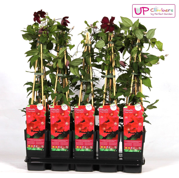 Clematis Hagley Hybrid – ↕ 65 cm – Ø 15 cm