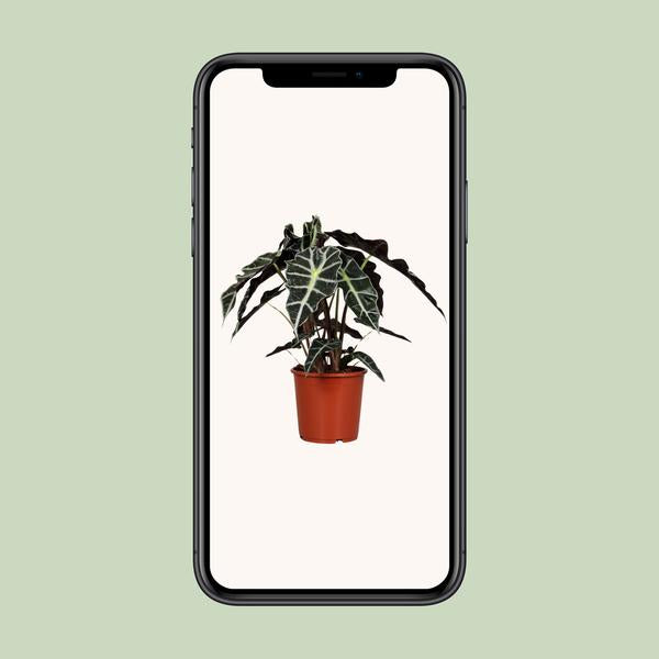 Pfeilblatt – Alocasia Polly – ↕ 45 cm – Ø 17 cm