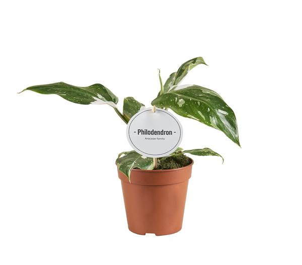 Philodendron – White Princess B-Grade – ↕ 30 cm – Ø 12 cm