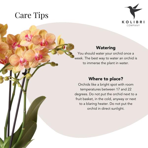 Nachtfalterorchidee - Phalaenopsis - ↕ ca. 35 cm - Ø 9 cm | 2er-Geschenkset Optimismus kleiner Pfirsich auf weißem Bio-Tablett