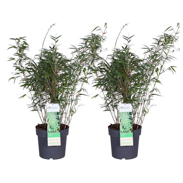 2x Bambus – Fargesia rufa – ↕ 80 cm – Ø 23 cm