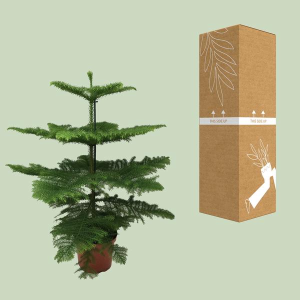 Affenbaum - Araucaria araucana - ↕ 100 cm - ø 21 cm
