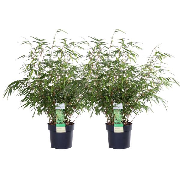 2x Bambus – Fargesia rufa – ↕ 60 cm – Ø 19 cm