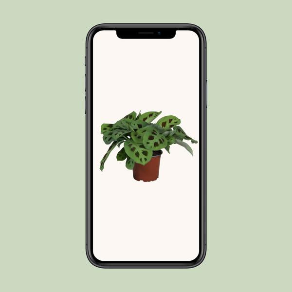 Pfeilwurz – Maranta Leuconeura Kerchoveana – ↕ 30 cm – Ø 12 cm