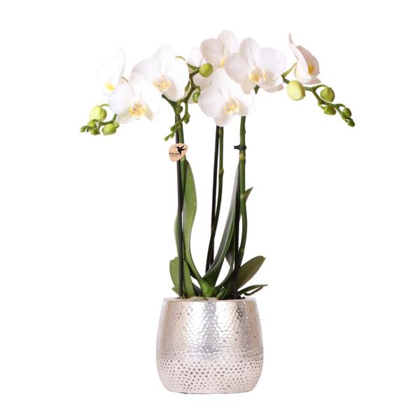Nachtfalterorchidee weiß – Phalaenopsis Orchidee – Amabilis – ↕ 35 cm – Ø 9 cm | Elite-Topf Silber