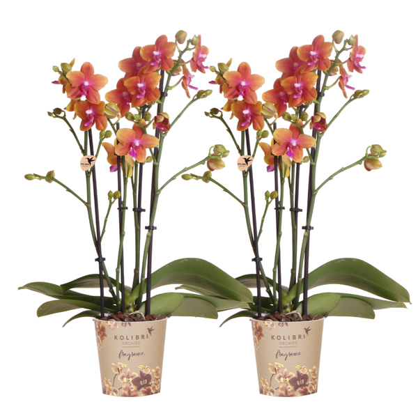 Nachtfalterorchidee - 2x Phalaenopsis orange - KOMBI ANGEBOT - Ø 12 cm