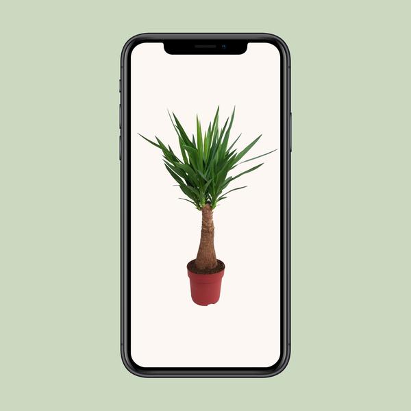 Palmlilie - Yucca Maya Tree - ↕ 100 cm - Ø 21 cm