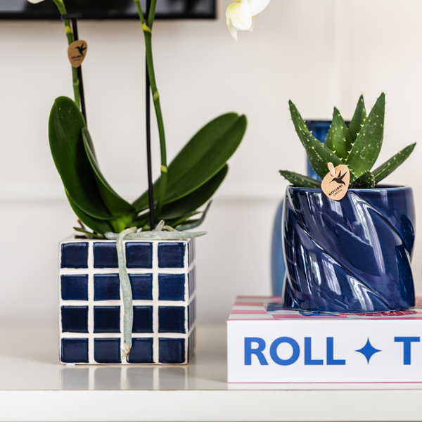 Nachtfalterorchidee weiß – Phalaenopsis Orchidee – Amabilis – ↕ ca. 35–45 cm – Ø 9 cm | Mosa-Ziertopf Blau