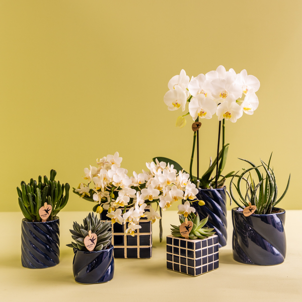 Nachtfalterorchidee weiß – Phalaenopsis Amabilis & Sukkulente – ↕ 20–35 cm – Ø 9 & 6 cm | Candy-Dekotopf Blau