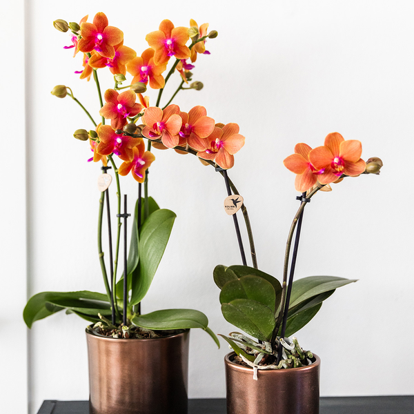 Nachtfalterorchidee - 2x Phalaenopsis orange - KOMBI ANGEBOT - Ø 12 cm