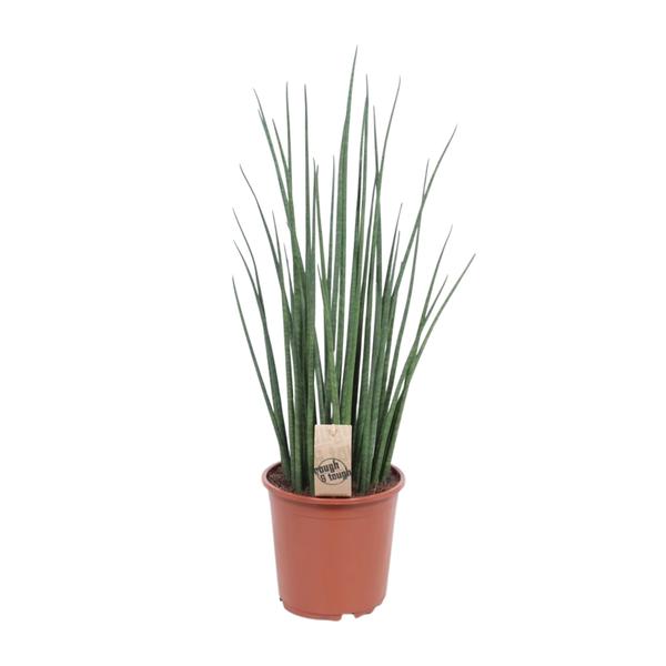 Bogenhanf - Sansevieria Mikado - ↕ 70 cm - Ø 19 cm