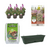 Balkon-Set – Erysimum Bowles Mauve im DIY-Pflanzkasten – inkl. Pflanzkübel