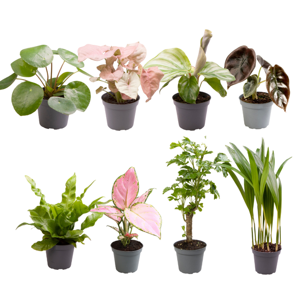 8x Babypflanzen-Überraschungsbox - Ø 6 cm - ↕ ca. 10 cm