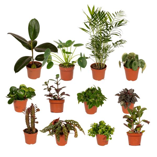 Außenseiterbox – 12 Zimmerpflanzen-Mix – Ø 12 cm