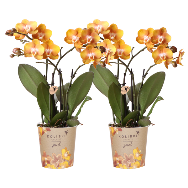 Nachtfalterorchidee - KOMBI ANGEBOT von 2 orangenen Phalaenopsis-Orchideen - ↕ 40 cm - Ø 12 cm