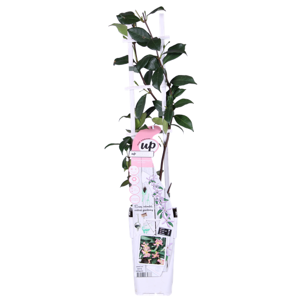 2x Sternjasmin – Trachelospermum 'Star of Ibiza' – ↕ 65 cm – Ø 15 cm