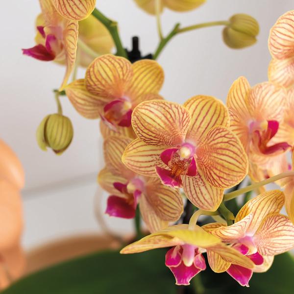 Nachtfalterorchidee - Phalaenopsis - ↕ ca. 35 cm - Ø 9 cm | 2er-Geschenkset Optimismus kleiner Pfirsich auf weißem Bio-Tablett