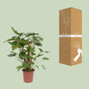 Homalomena – Rubescens Maggy – ↕ 90 cm – Ø 24 cm