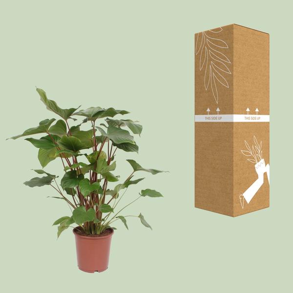 Homalomena – Rubescens Maggy – ↕ 90 cm – Ø 24 cm