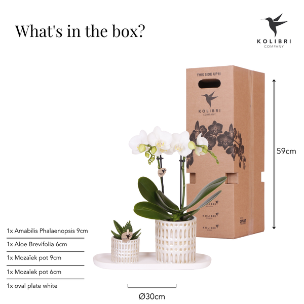 Pflanzenset Le Chic Small – Phalaenopsis Amabilis weiß & Sukkulente – inkl. Keramiktöpfe auf organischem Tablett Creme