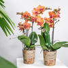 4x Nachtfalterorchidee orange – Phalaenopsis Orchidee – Bozen – Ø 9 cm – COMBI DEAL
