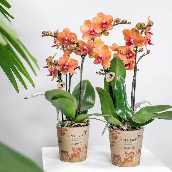 4x Nachtfalterorchidee orange – Phalaenopsis Orchidee – Bozen – Ø 9 cm – COMBI DEAL