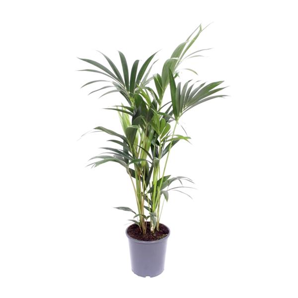 Kentia-Palme – Howea Forsteriana – ↕ 75 cm – Ø 17 cm