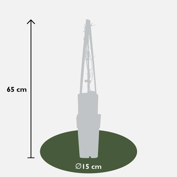 4x Clematis Jackmanii – ↕ 65 cm – Ø 15 cm
