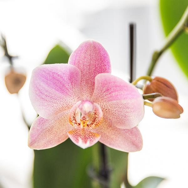Nachtfalterorchidee - KOMBI ANGEBOT von 2 altrosa Phalaenopsis Orchideen - ↕ 40 cm - Ø 12 cm