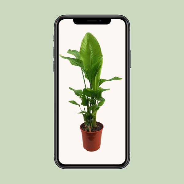 Strelitzia Nicolai - ↕ 130 cm - Ø 27 cm