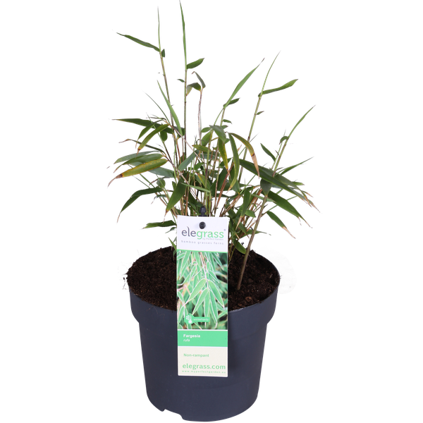 Bambus – Fargesia rufa – ↕ 40 cm – Ø 14 cm