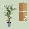 Kentia-Palme – Howea Forsteriana – ↕ 75 cm – Ø 17 cm