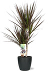 Drachenbaum - Dracaena Magenta - ↕ 80 cm - Ø 17 cm | Brussels Übertopf anthrazit – ↕ 17 cm – Ø 18 cm
