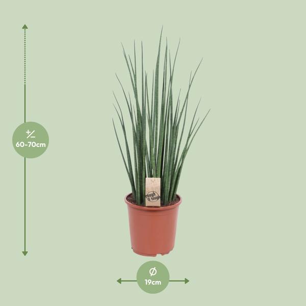 Bogenhanf - Sansevieria Mikado - ↕ 70 cm - Ø 19 cm