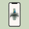 Blau-Schwingel – Festuca glauca 'Intense Blue' – ↕ 50 cm – Ø 23 cm