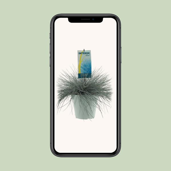 Blau-Schwingel – Festuca glauca 'Intense Blue' – ↕ 50 cm – Ø 23 cm