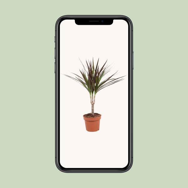 Drachenbaum - Dracaena Magenta - ↕ 50 cm - Ø 12 cm