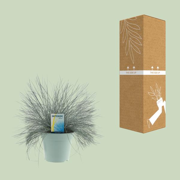 Schwingel – Festuca Glauca Intense Blue® – ↕ 35 cm – Ø 17 cm