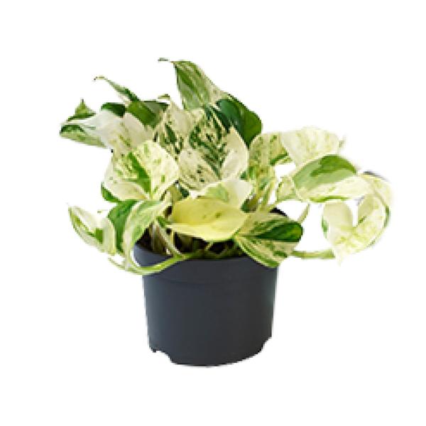 Efeutute – Epipremnum Happy Leaf – ↕ 15 cm – Ø 12 cm