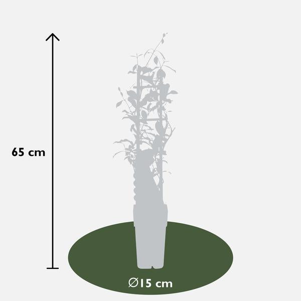 2x Sternjasmin – Trachelospermum 'Star of Ibiza' – ↕ 65 cm – Ø 15 cm