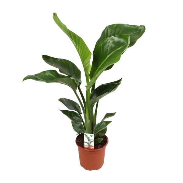Strelitzia Nicolai - ↕ 70 cm - Ø 17 cm