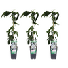 Waldrebe – Clematis armandii – 3 Stück – ↕ 65 cm – Ø 15 cm