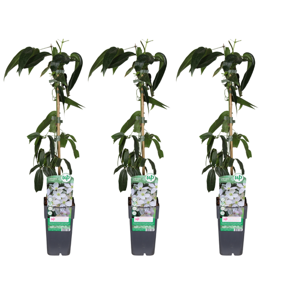 Waldrebe – Clematis armandii – 3 Stück – ↕ 65 cm – Ø 15 cm