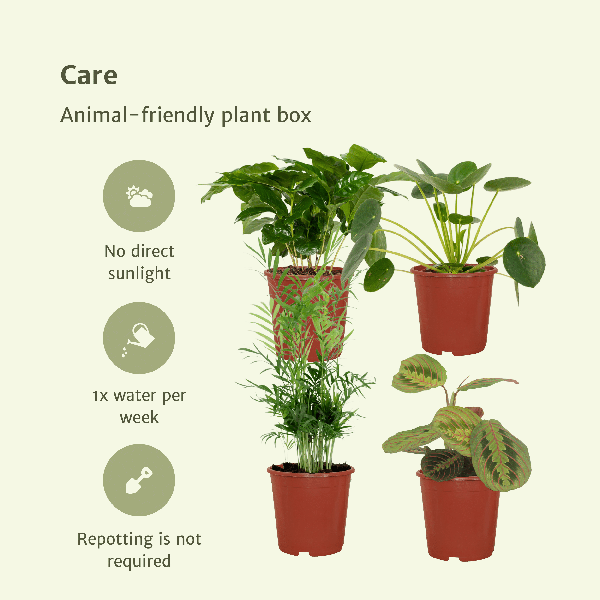 4x Tierfreundliche Zimmerpflanzen – ↕ 20–40 cm – Ø 12 cm