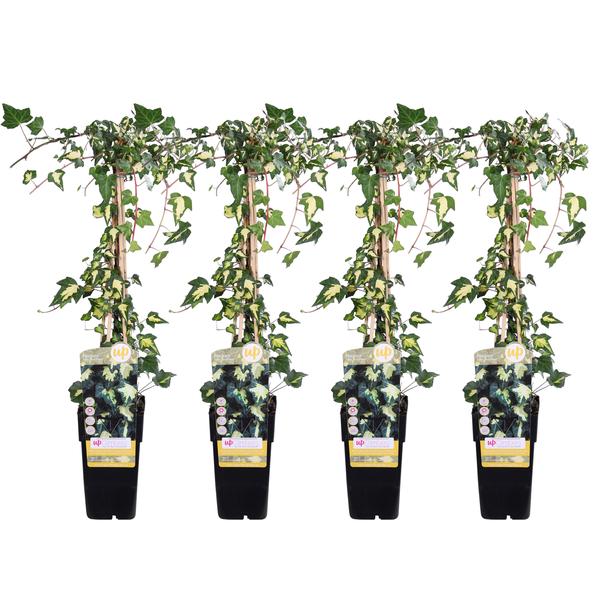 4x Efeu – Hedera colchica Dentata Variegata – ↕ 65 cm – Ø 15 cm