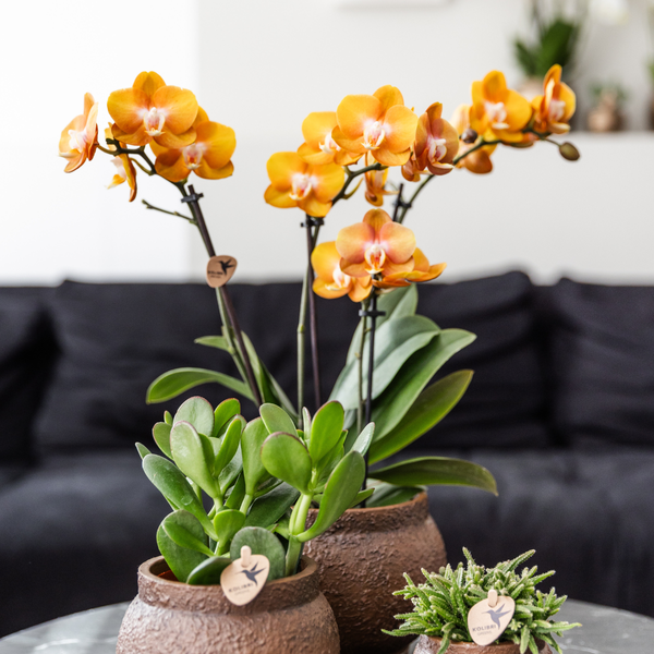 Nachtfalterorchidee - KOMBI ANGEBOT von 2 orangenen Phalaenopsis-Orchideen - ↕ 40 cm - Ø 12 cm